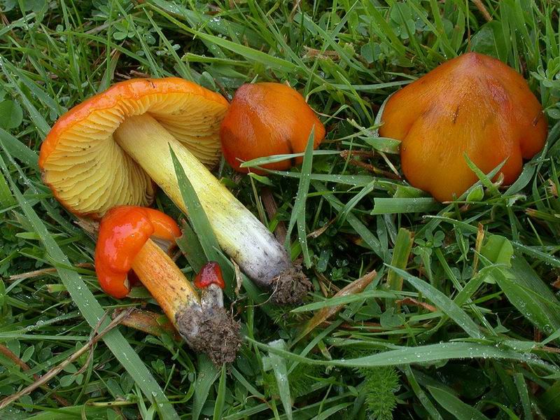 Hygrocybe pseudoconica