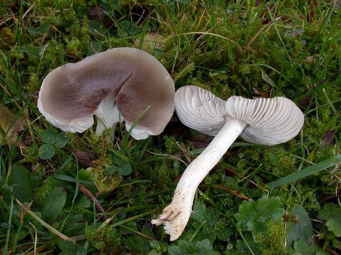 Hygrocybe fornicata