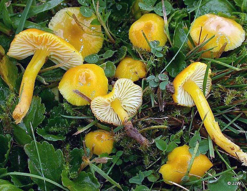 Hygrocybe glutinipes 