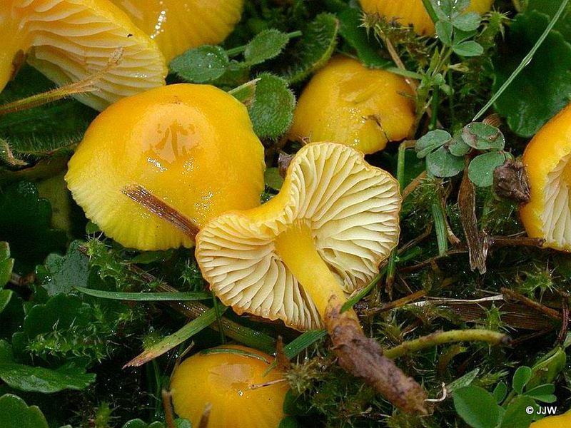 Hygrocybe glutinipes 