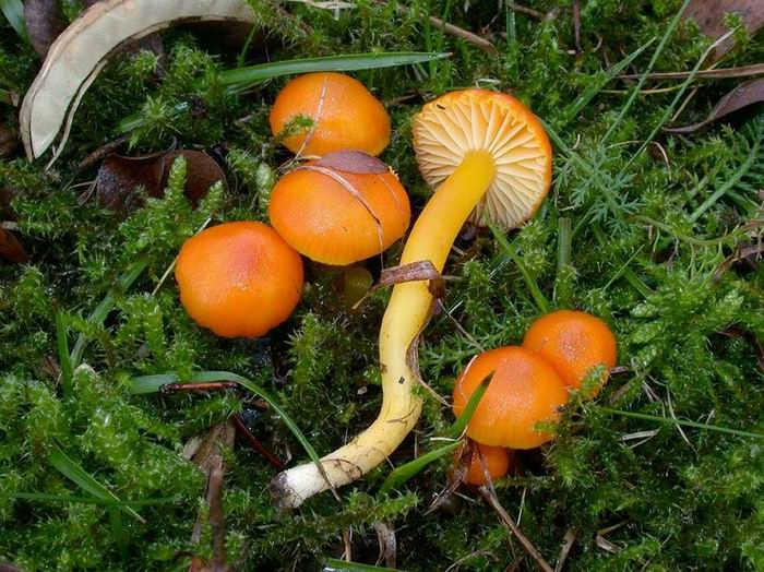 Hygrocybe insipida 