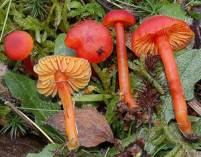 Hygrocybe miniata 