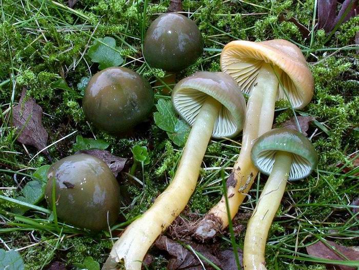 Hygrocybe psittacina