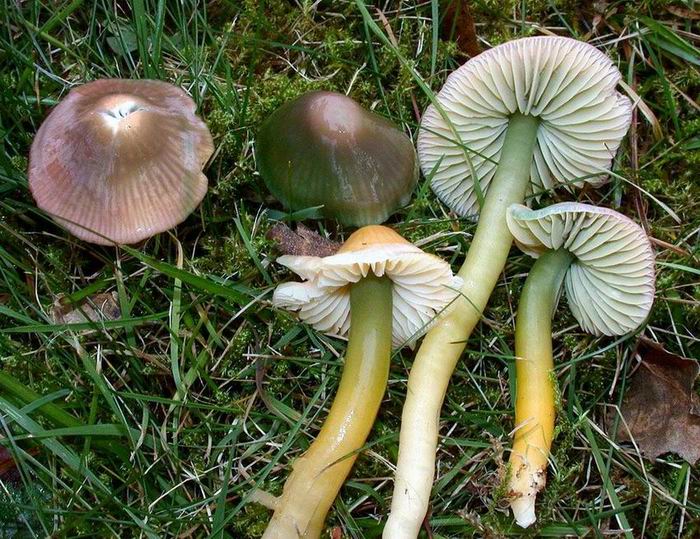 Hygrocybe psittacina