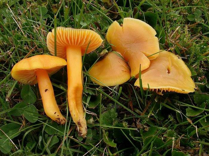 Hygrocybe quieta