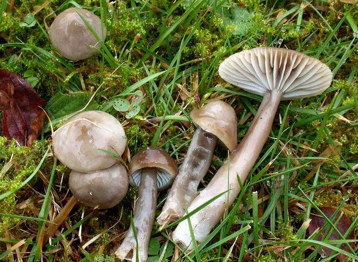 Hygrocybe unguinosa