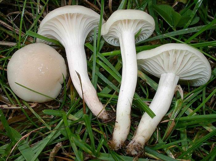 Hygrocybe virginea