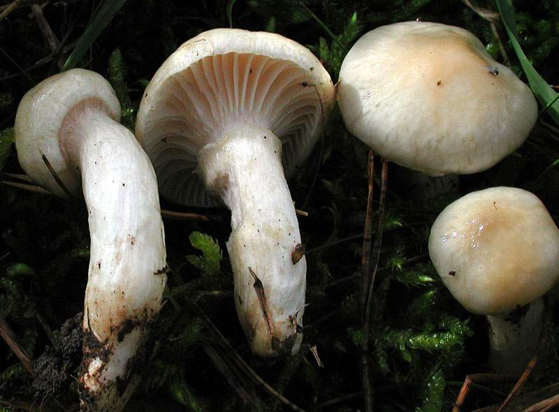 Hygrophorus gliocyclus