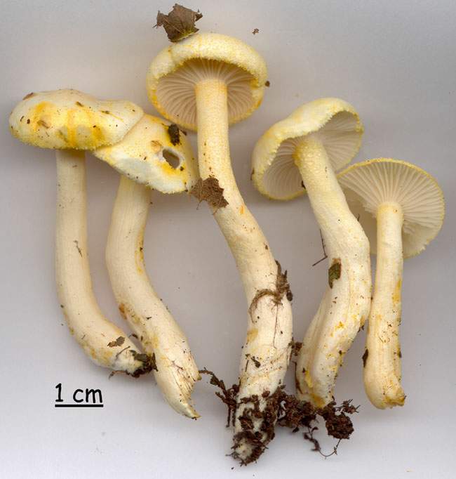 Hygrophorus chrysodon