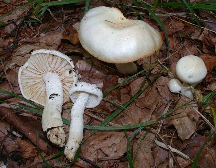 Hygrophorus discoxanthus