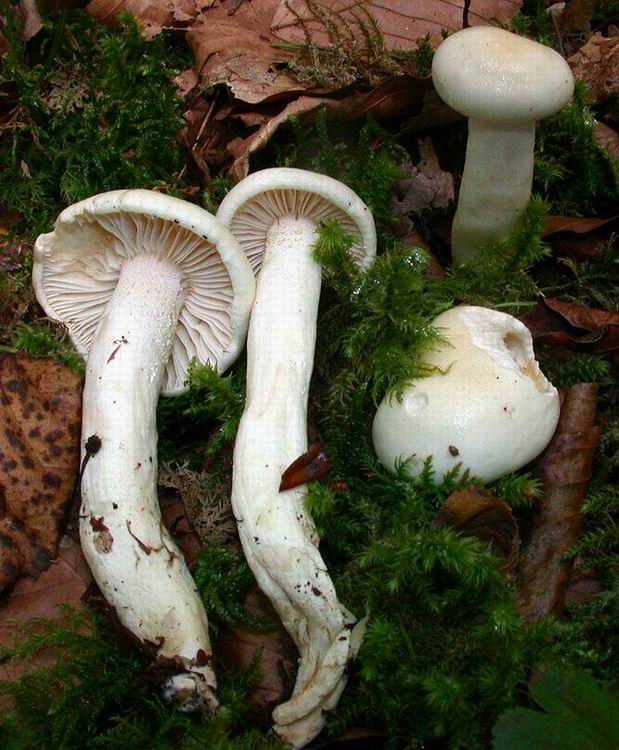 Hygrophorus discoxanthus