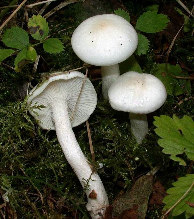 Hygrophorus eburneus