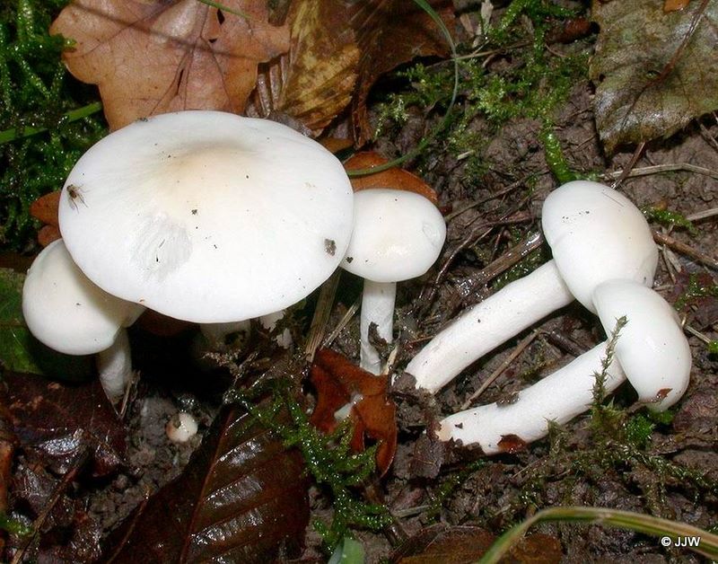 Hygrophorus eburneus