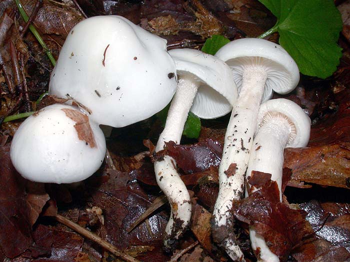 Hygrophorus eburneus