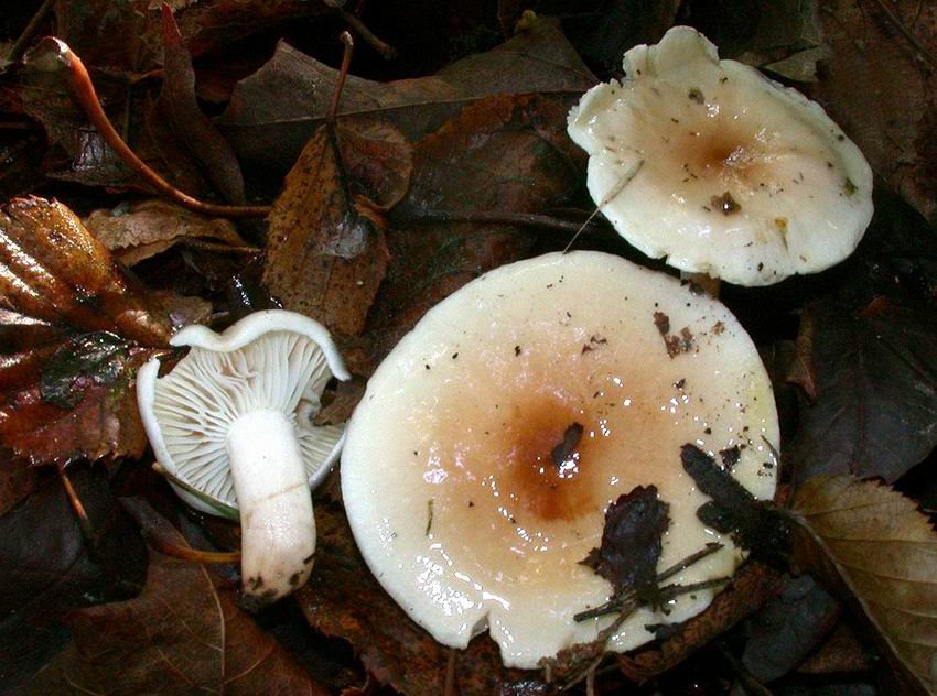 Hygrophorus lindtneri