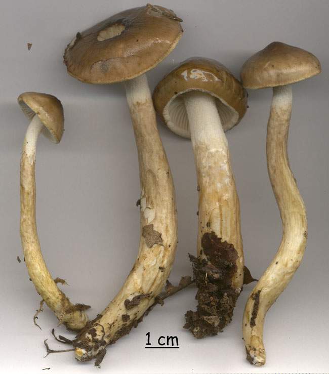 Hygrophorus persoonii
