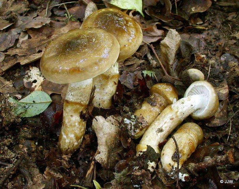 Hygrophorus persoonii