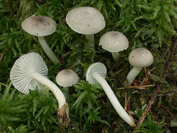 Hygrophorus pustulatus