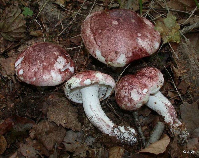 Hygrophorus russula