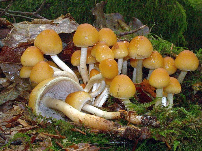 Hypholoma capnoides