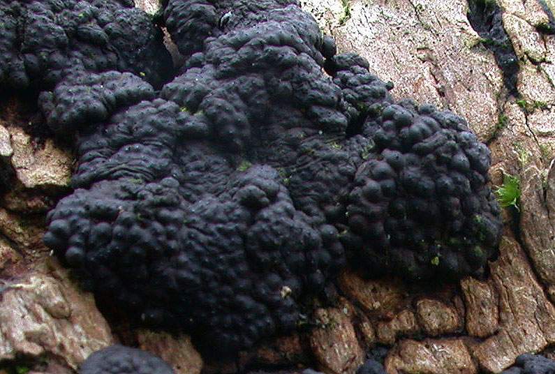 Hypoxylon multiforme