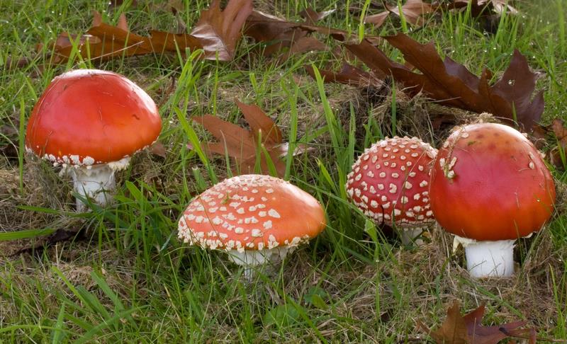 Amanita muscaria