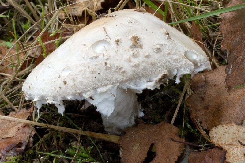 Amanita strobiliformis