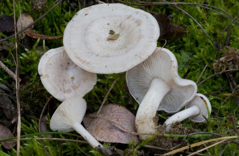 Clitocybe dealbata