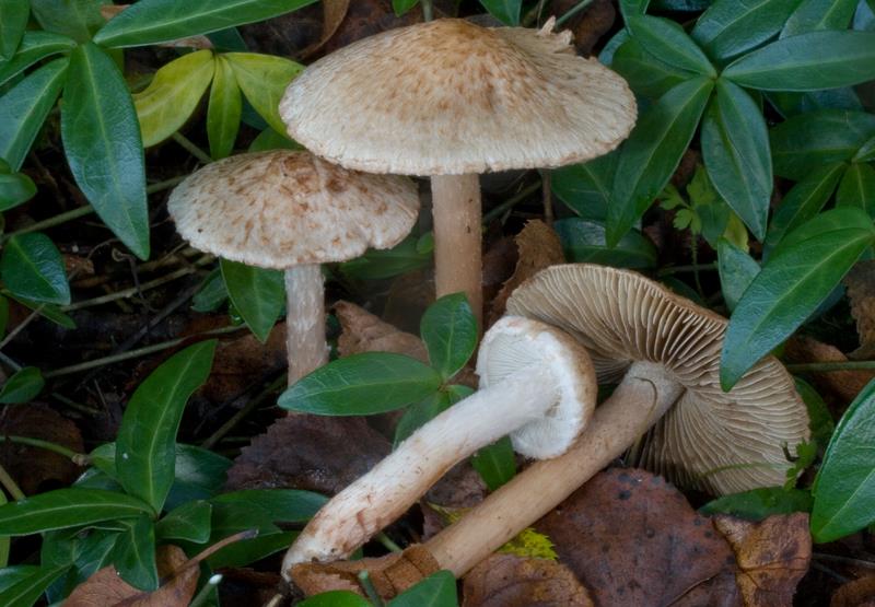 Inocybe bongardii