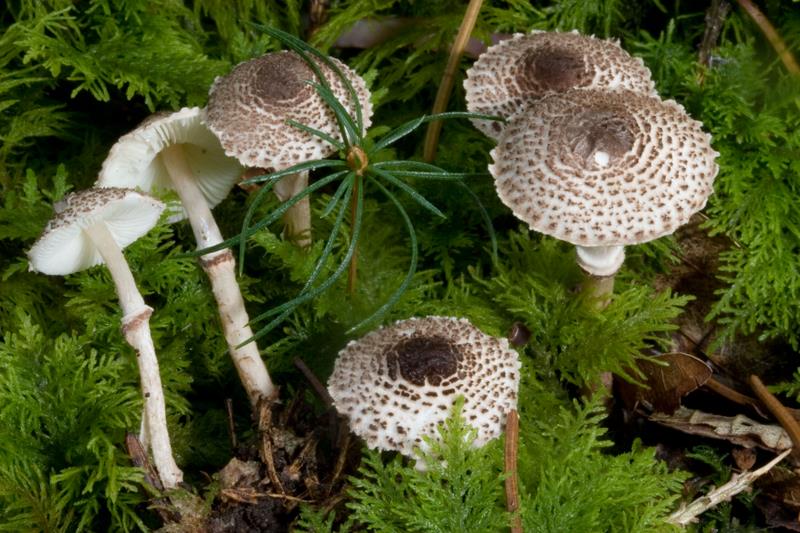 Lepiota felina