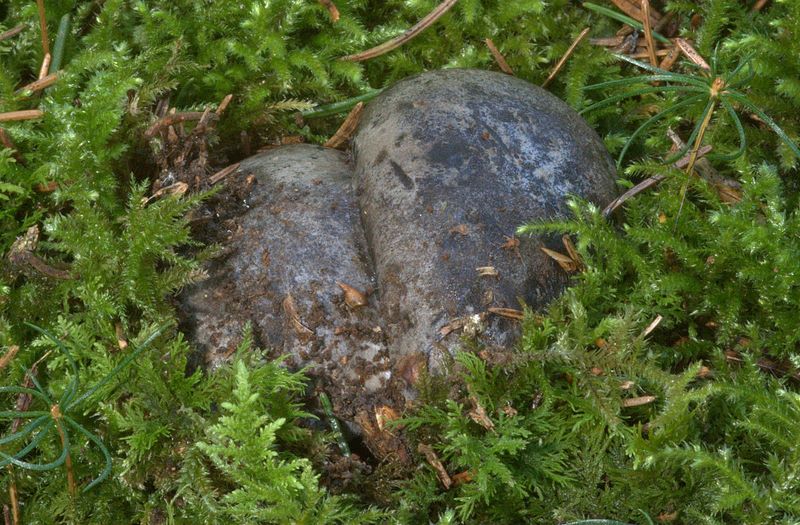 Hygrophorus marzuolus