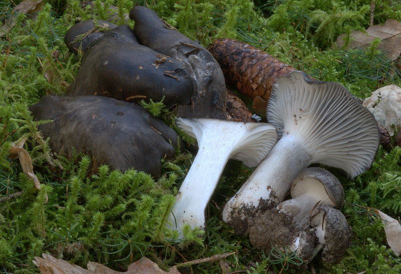 Hygrophorus marzuolus