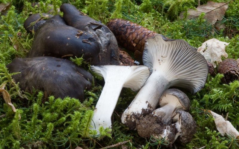 Hygrophorus marzuolus