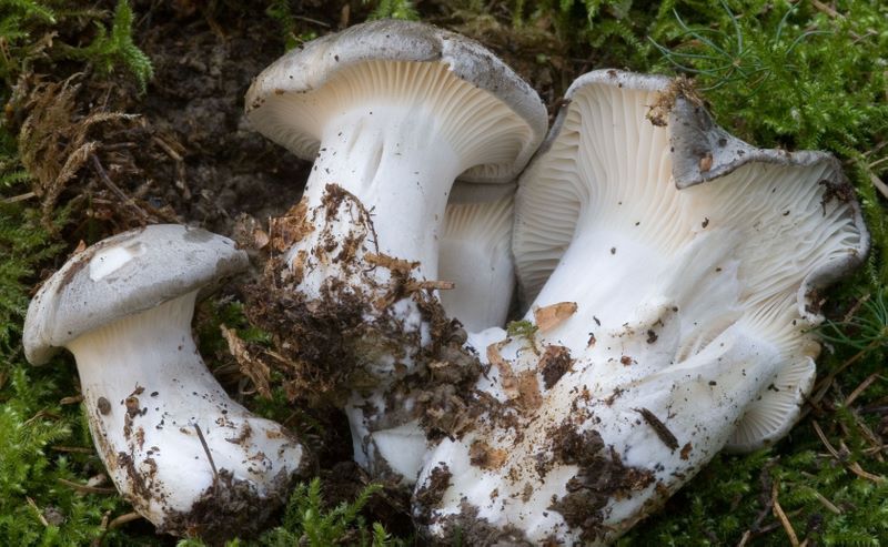 Hygrophorus marzuolus