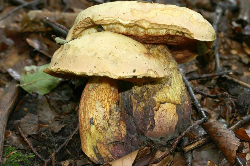 Boletus luridus