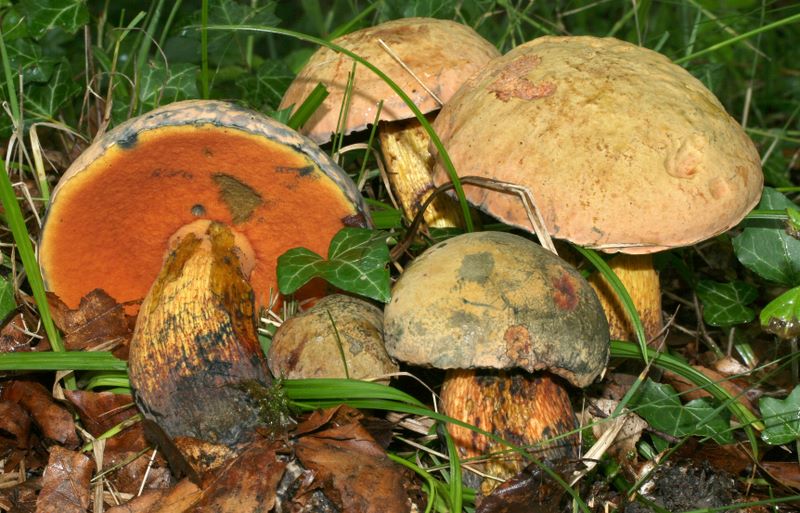 Boletus luridus