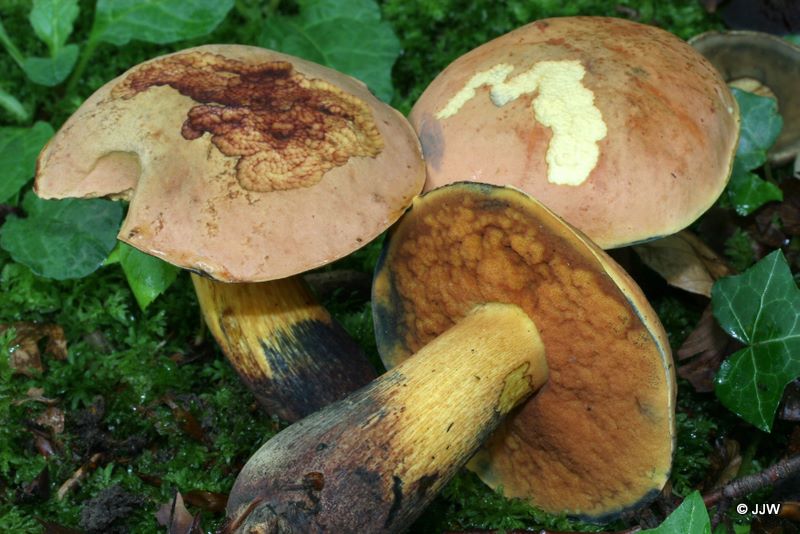 Boletus queletii