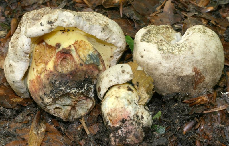 Boletus radicans