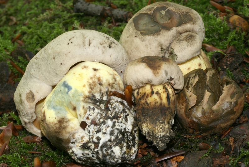 Boletus radicans