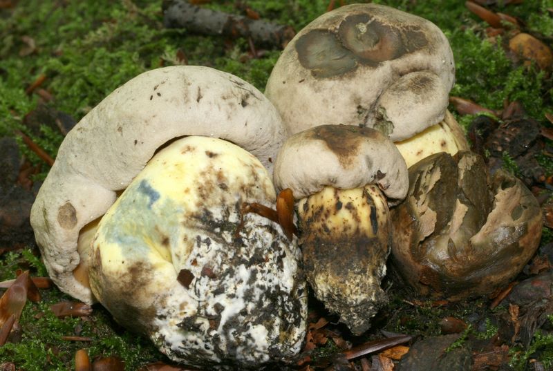 Boletus radicans