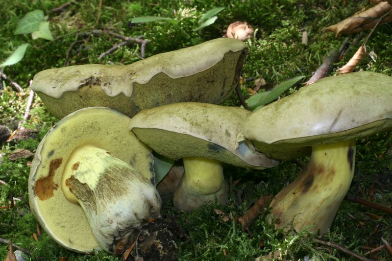 Boletus radicans