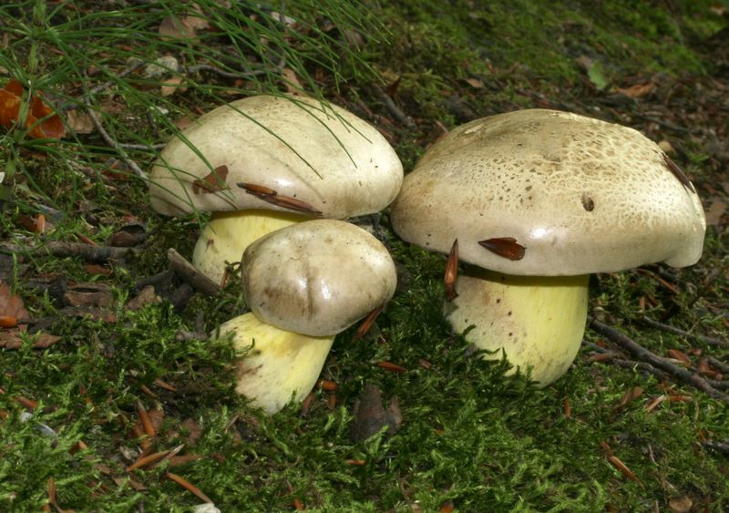 Boletus radicans