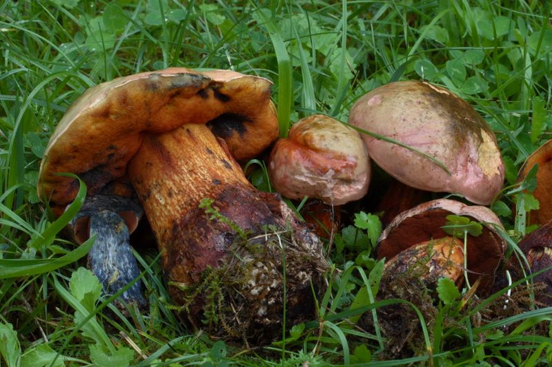 Boletus luridus