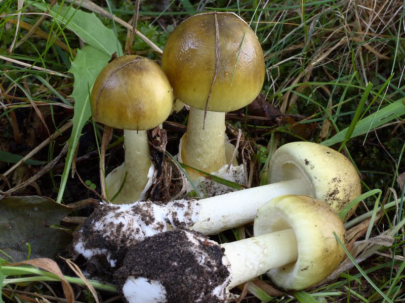 Amanita phalloides