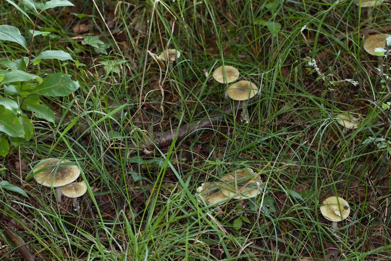 Amanita phalloides