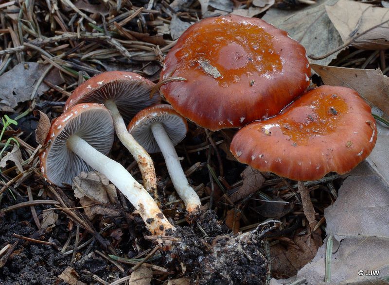 Stropharia aurantiaca