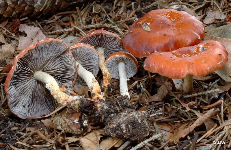 Stropharia aurantiaca