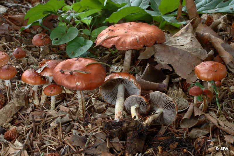 Stropharia aurantiaca