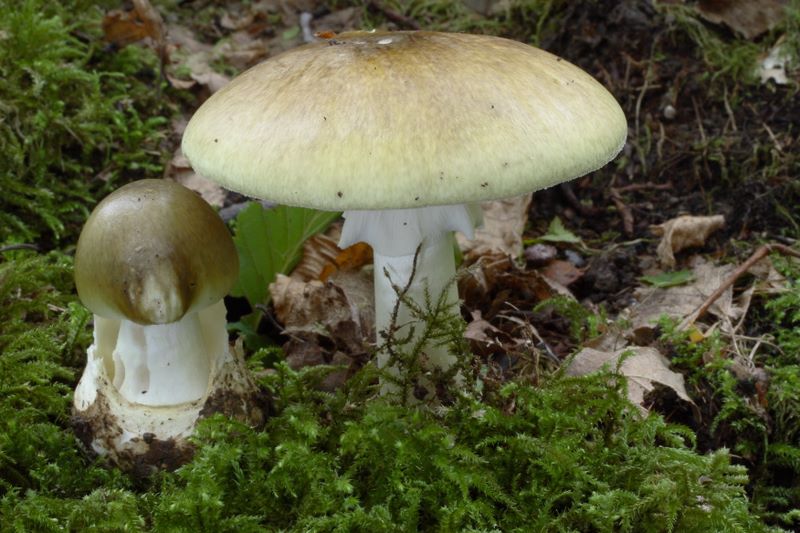 Amanita phalloides