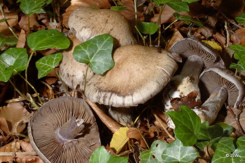 Cortinarius infractus